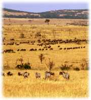 Stand out from the herd